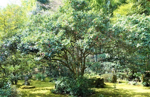 13胡蝶侘助椿(26-57004)地蔵院2 (10).JPG