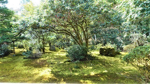 １２方丈庭園（２６－５７００４）地蔵院２ (7).JPG