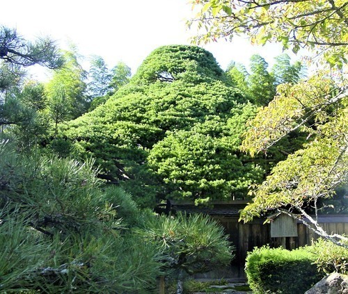 4五葉の松(26-1201)(00)宝泉院五葉松.jpg
