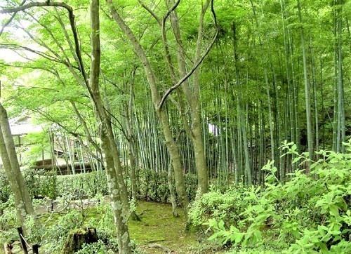１６竹林（２６－０２７）（００）常寂光寺境内２.jpg