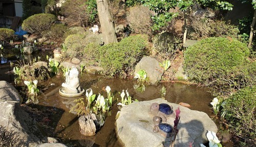15水芭蕉(20-3109)常光寺 (17).JPG