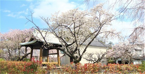 ８ソメイヨシノ（２２－５００４）本覚寺  (11).JPG