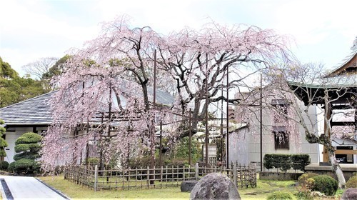 ７しだれ桜（２２－５００４）本覚寺 (2).JPG