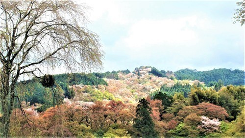 １吉野山の桜（２９－８００）花矢倉展望台 (8).jpg