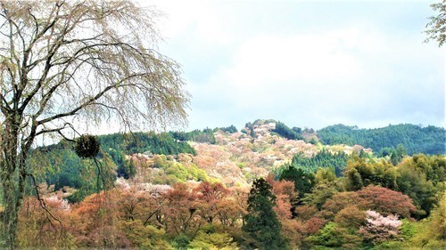 （２９－８０１００）竹林院吉野山の桜.jpg