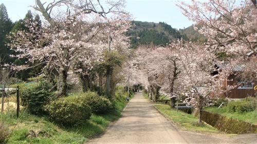１桜の参道（２５－３９０８）徳源院 (1).JPG