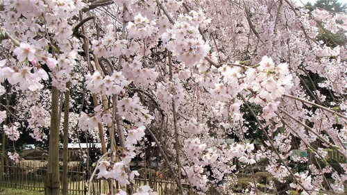 ９しだれ桜（２５－３９０８）徳源院 (14).JPG