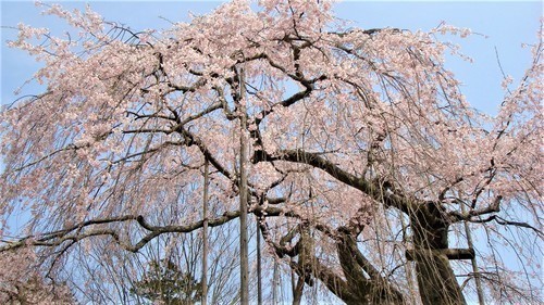 ７道誉桜（２５－３９０８）徳源院 (9).JPG