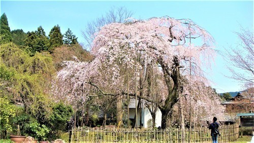 6道誉桜（２５－３９０８）徳源院 (5).JPG