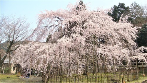 ８しだれ桜（２５－３９０８）徳源院 (6).JPG