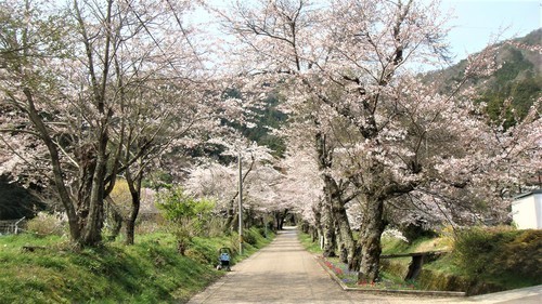 ３桜の参道（２５－３９０８）徳源院 (3).JPG