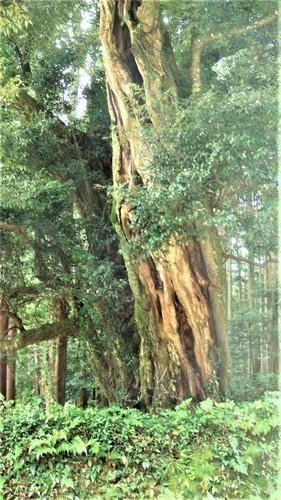 7ツブラジイ(28-6011)(00)和田寺 (24).JPG