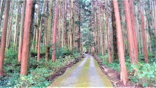 6本堂へ(28-6011)(00)和田寺 (13).JPG