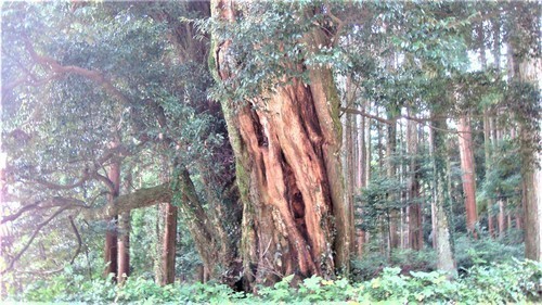 8ツブラジイ(28-6011)(00)和田寺 (25).JPG