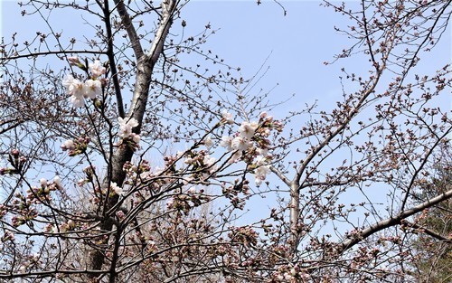 5桜(26-0798)山科本願寺 (5).JPG