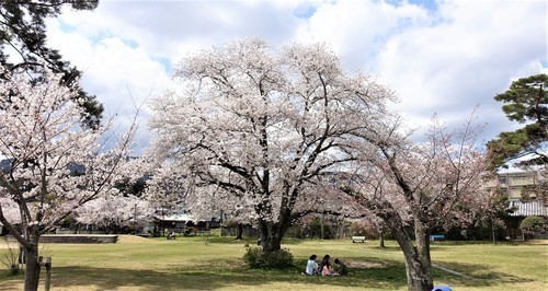 3南郷公園(25-0386)南郷洗堰 (4).JPG