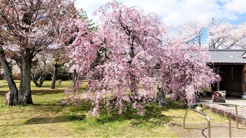 4南郷公園(25-0386)南郷洗堰 (1).JPG