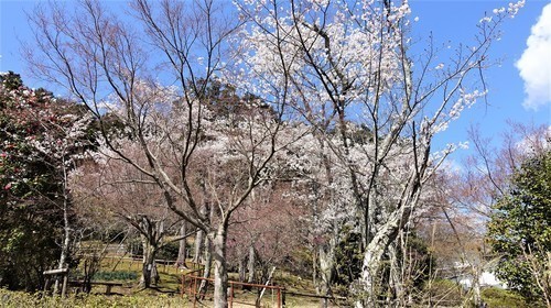16裏山(25-0785)石山寺 (19).JPG