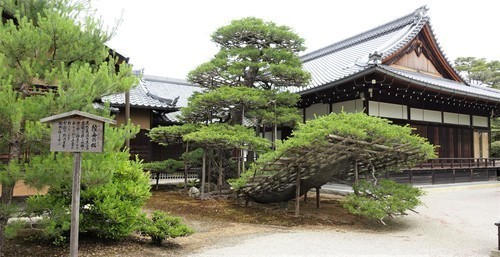 ８陸舟の松（２６－１０２９）金閣寺 (9).JPG