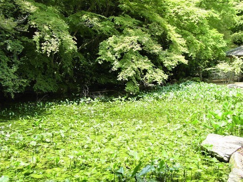 4(35-02)(00)大照院庭園2.JPG