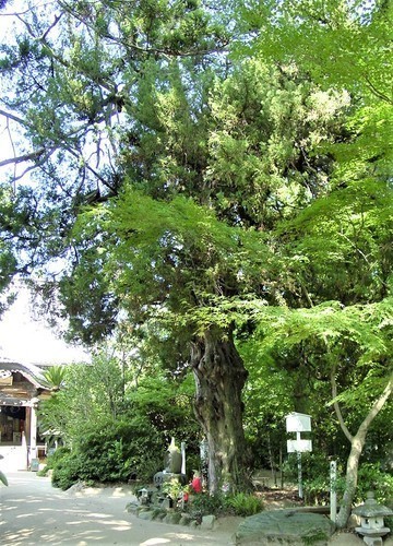 ４（３８－１６）（００）浄瑠璃寺イブキビャクシンの木.JPG