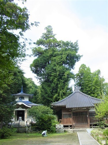 ５カヤの木（４０－３８）（００）観興寺カヤの木.JPG