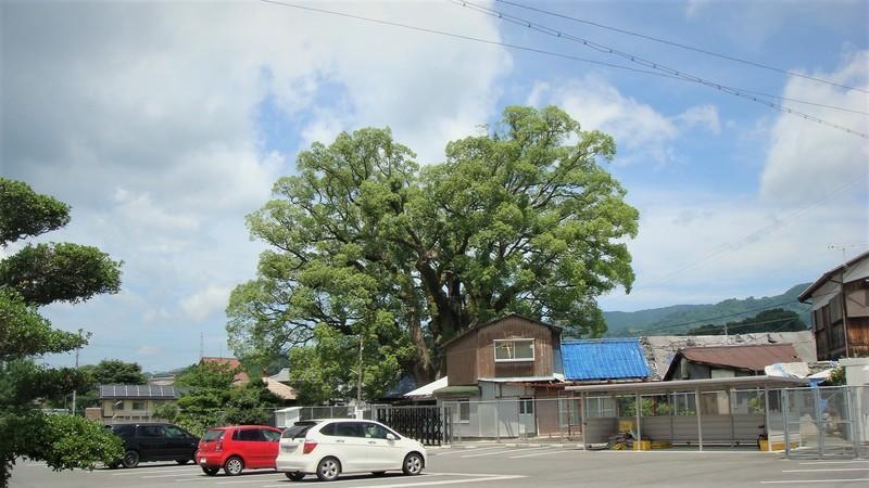 妙楽寺 （和歌山県かつらぎ町） 十五社の楠 お寺の風景と陶芸