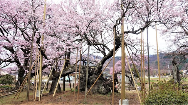 １神代桜（１９－０１０１）実相寺 (29).JPG