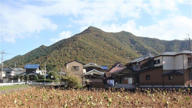 1蓮池(28-4107)極楽寺 (2).JPG