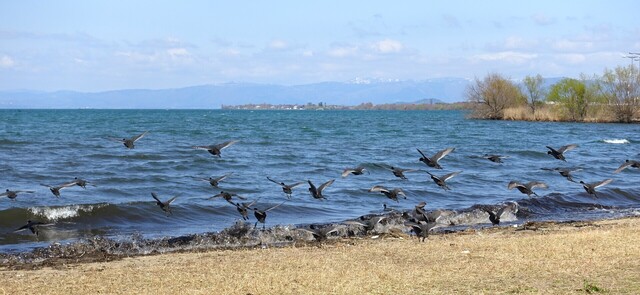 10琵琶湖DSC03889.JPG