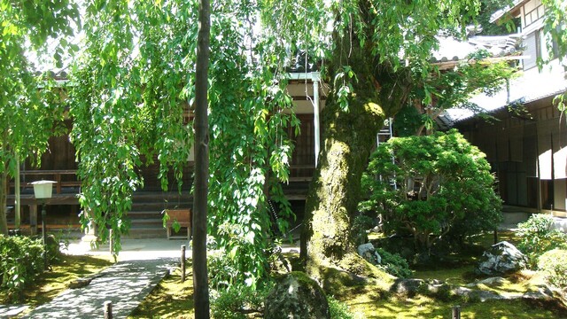 2しだれ桜DSC06868専称寺 (11).JPG