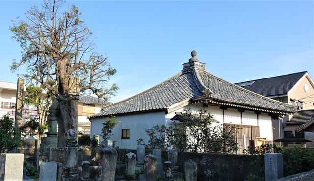 2ナギの木と法印堂(36-3302)弘法寺 (5).JPG