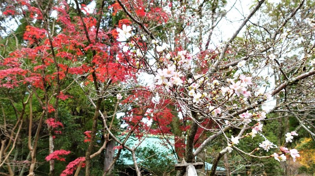 ２不断桜と紅葉（２６－１０３７）赤山禅院 (1).JPG