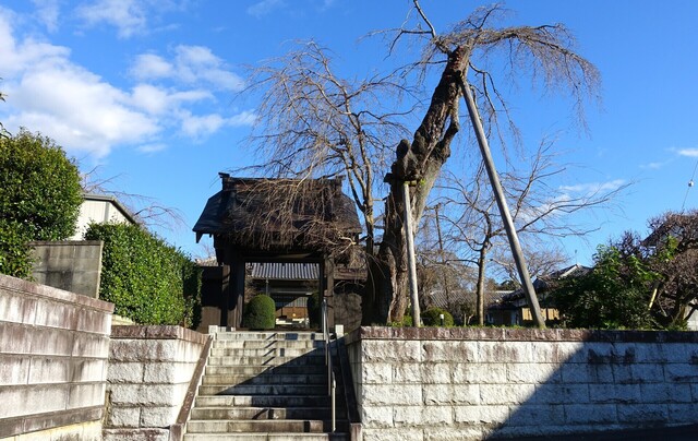2山門としだれ桜DSC02530光明寺 (2).JPG
