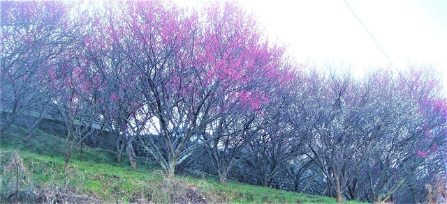 2広橋梅林DSC03435広橋梅林 (5).JPG