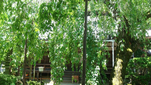 2本堂DSC06868専称寺 (10).JPG