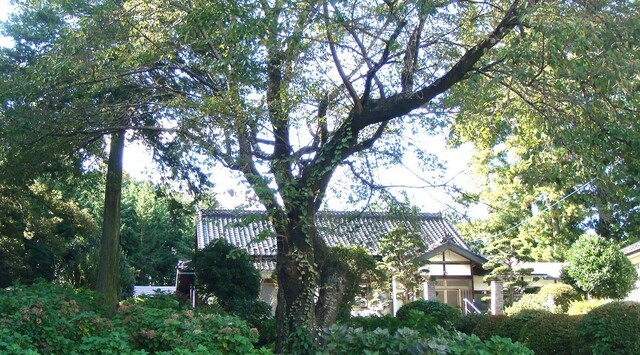 2本堂(20-4552)松林寺 (23).JPG