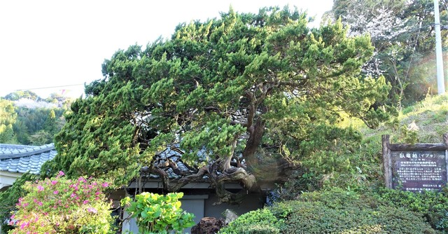 2臥龍柏(39-1303)真行寺 (9).JPG