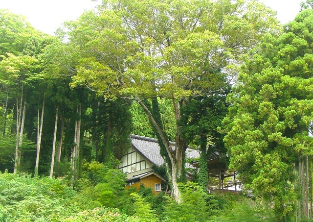 3中央にケヤキ(17-2613)徳宝寺 (12).JPG