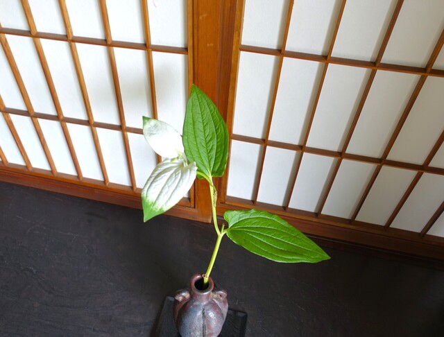 3半夏生.JPG