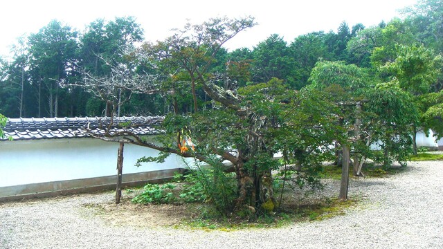 3境内(24-1260)喜福寺 (6).JPG