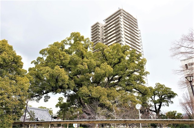 3大クスDSC04135海清寺 (37).JPG