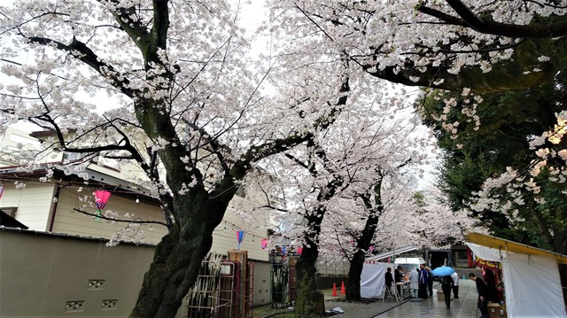 3法明寺DSC05913.JPG