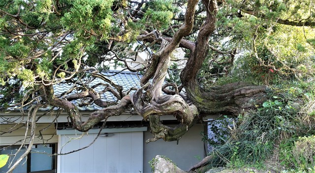 3臥龍柏(39-1303)真行寺 (11).JPG