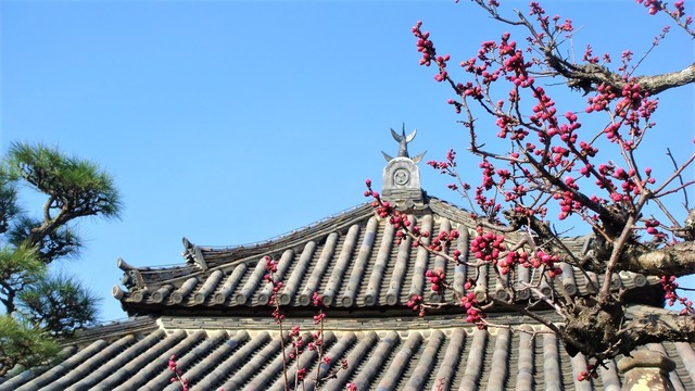 3(29-358)浄国寺 (10).JPG