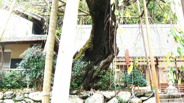 4しだれ桜の根元(29-859)宝蔵寺 (10).JPG