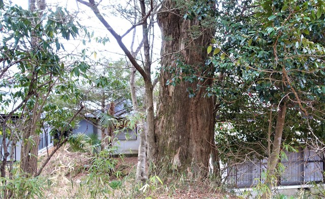 ４カヤの木（１９－０１０４）高龍寺 (10).JPG