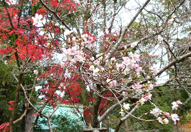 ４不断桜と紅葉（２６－１０６８）赤山禅院 (5).JPG