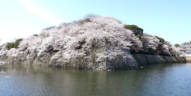 4中堀DSC03953.JPG