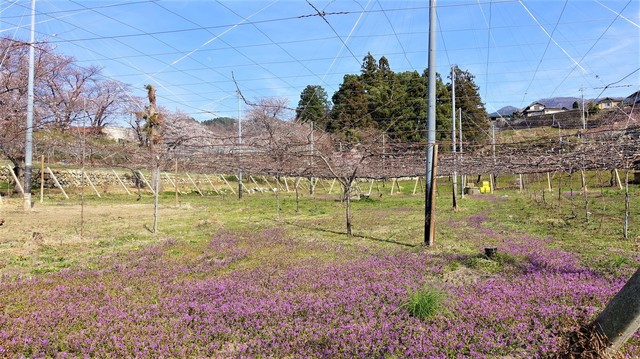 4周辺のぶどう畑(19-2307)広厳院 (1).JPG
